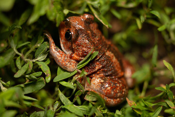 Obraz premium Red Pelobates vespertinus toad sitting on a green grass