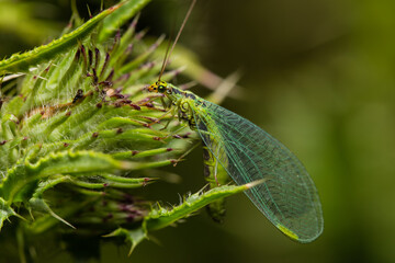 Walker's Green Lacewing sitting on a сarduus flower