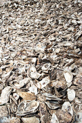 Abstract background of empty dry grey oysters shells.