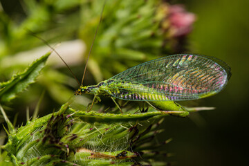 Walker's Green Lacewing sitting on a сarduus flower