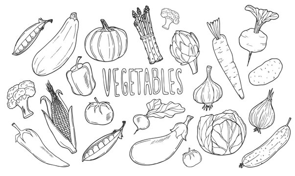 Vegetables doodle drawing collection. vegetable such as carrot, corn, cucumber, cabbage, potato, etc. Hand drawn vector doodle illustrations in black isolated over white background.