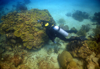     scuba diver , underwater scene , coral reef , caribbean sea