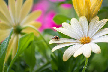 Fototapeta premium ladybug walks on flowers after rain. dew on flower petals. summer