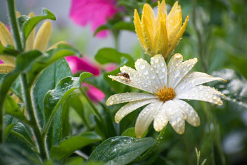 ladybug walks on flowers after rain. dew on flower petals. summer