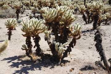 Joshua Tree National Park, CA