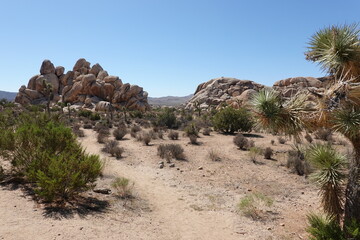 Joshua Tree National Park, CA