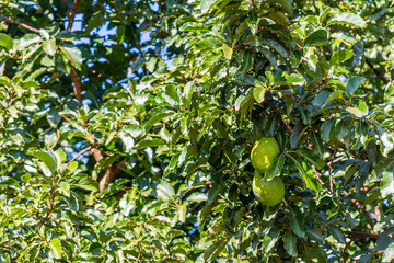 Avocado plantation on sunny day