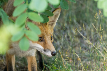 Ein junger Fuchs schaut neugierig 