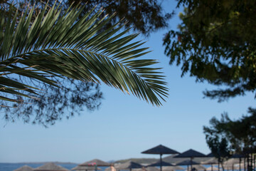 Fototapeta na wymiar Beach with beautiful palm tree and pine trees, summer beach backdrop copy space