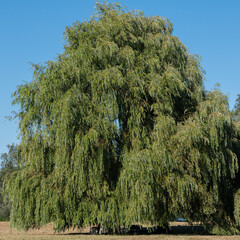 Salix babylonica - Babylon willow - Weeping willow - Saule pleureur