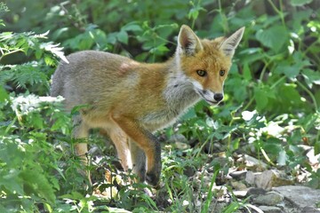 Renard roux (Vulpes vulpes), Neuchâtel, Suisse.