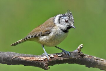 Fototapeta premium Mésange huppée (Lophophanes cristatus), Neuchâtel, Suisse.