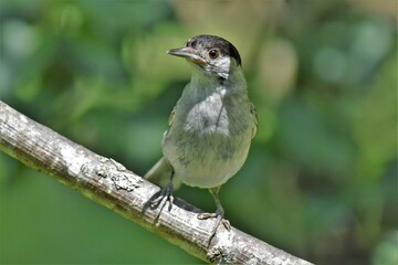  fauvette à tête noire (Sylvia atricapilla) , Neuchâtel, Suisse.