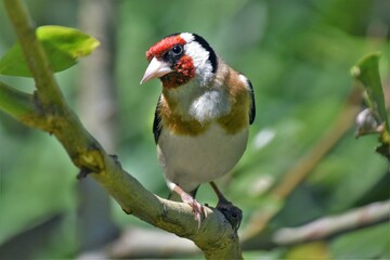 Chardonneret élégant (Carduelis carduelis), Neuchâtel, Suisse.