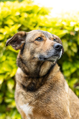 vertical closeup portrait of a brown dog looking to the side with sunset bokeh foliage abstract background. Adorable smile dog head shot with green summer tree leaf with copy space to add text.