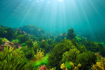 Algae on the ocean floor with natural sunlight, underwater seascape in the Atlantic ocean, Spain,...