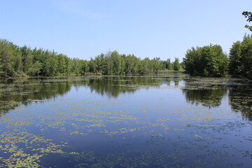 Fototapeta na wymiar Reflection of trees on a pond