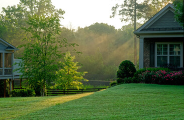 Early Morning Sunlight on Trees