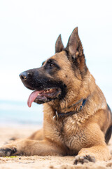 Vertical view of beautiful German Shepherd dog lies on the sand at the beach Purebred animal. Happy face with tongue out. Home pet. Human best friend and guard.
