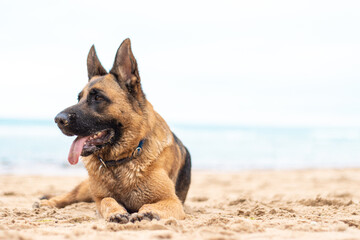Beautiful German Shepherd dog lies on the sand at the beach Purebred animal. Happy face with tongue out. Home pet. Human best friend and guard. - obrazy, fototapety, plakaty