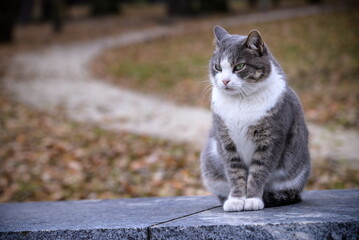 Naklejka na ściany i meble The cat looks to the side and sits on a green lawn. Portrait of