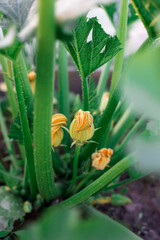 Flowering zucchini in the garden. Yellow flowers.