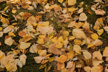 Fallen yellow leaves on the ground in the park