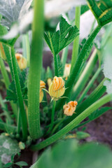 Flowering zucchini in the garden. Yellow flowers.