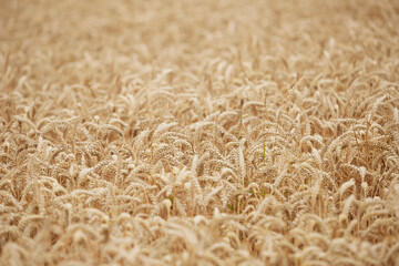 dry wheat field, ready to harvest