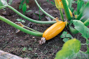 Obraz premium Yellow zucchini in the garden.