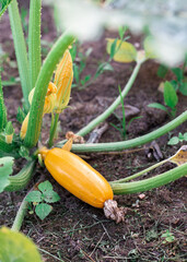 Obraz premium Yellow zucchini in the garden.