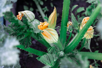 Flowering zucchini in the garden. Yellow flowers.