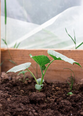 Cucumber bushes grow in a greenhouse