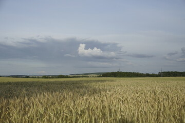 Rural landscape. Summer evening. Rye field. Open spaces. Horizon
