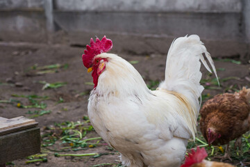 chickens and roosters walk free-range and peck grass on rural countryside. Poultry farming and home farm. Organic antibiotic hormone free farming poultry Concept