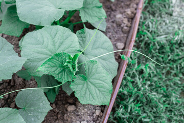 Cucumber bushes grow in a greenhouse