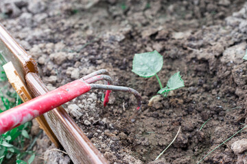 Cultivating the land in the garden with a hoe