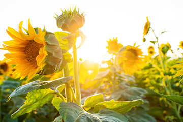 Sunflower field in the sun rays over white background. Sunset time. Concept of food consumption, farming, harvest. Copy space.