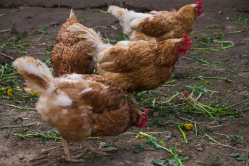 chickens walk free-range and peck grass on rural countryside. Poultry farming and home farm. Organic antibiotic hormone free farming poultry Concept