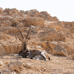 View of the dominant mountain goat leader