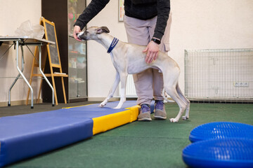 Professional dog trainer practicing obedience commands for agility performance. perfect footwork