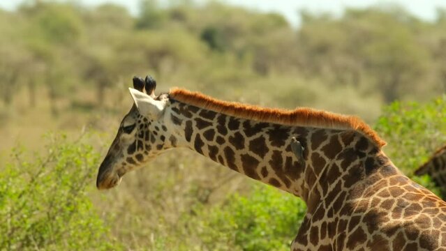Close-up of a giraffe's head with a neck approaching a bush to eat foliage in the wild of the Serengeti National Park in Tanzania, Africa