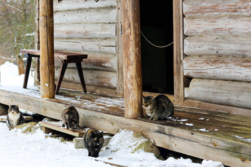 Wild multicolor tabby cat. A homeless cat sits on a wooden bench against the background of an old log wooden house.