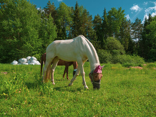 Two horses with fly protection mask grazing on a meadow. Horse eating grass outdoors in anti mosquito equestrian equipment at summer 