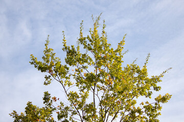 Minimalist Fall Tree