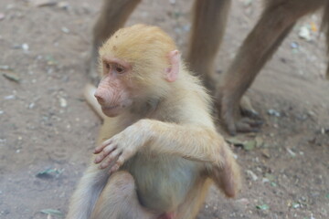 Fototapeta premium japanese macaque sitting on the ground