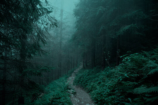 Path in the misty forest, emerald colors. Misty Halloween background. 