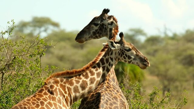 Two giraffes in love stand and graze cuddling with intertwined necks in the wild of the African savannah in the Serengeti National Park. Love and hugs of a pair of giraffes