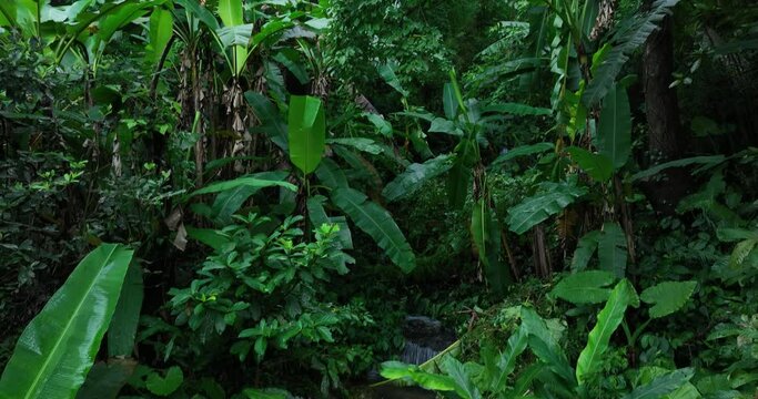 Aerial footage of wild banana trees and creek in tropical forest 