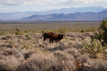 Mojave Desert, CA - Sierra Nevada Mountains